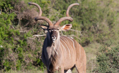 1 x Hunter - Special 3